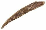 Fossil Shark (Hybodus) Dorsal Spine - Kem Kem Beds, Morocco #353146-1